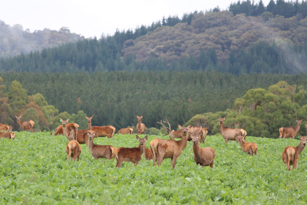 Halal Venison Farmed in Australia, supplied fresh to the UK