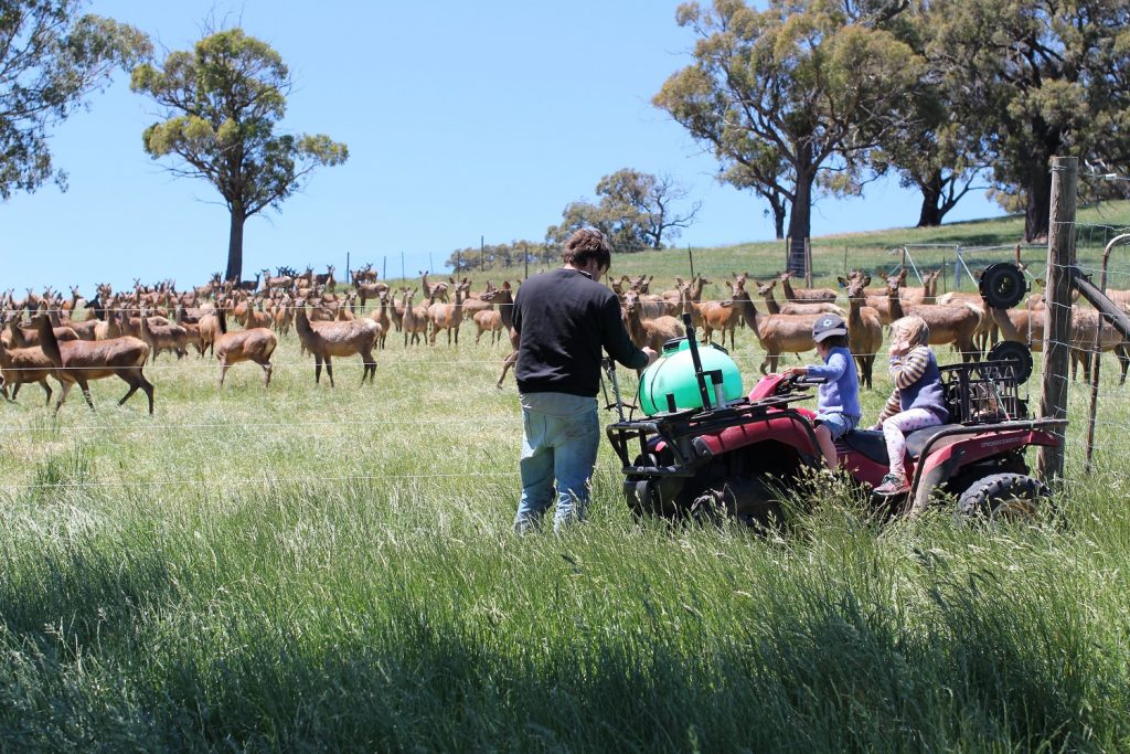 Halal Venison Farmed in Australia, supplied fresh to the UK